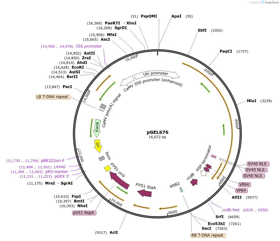 196823-plasmid-map-sequence-id-390431