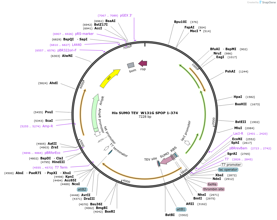 197019-plasmid-map-sequence-id-390432