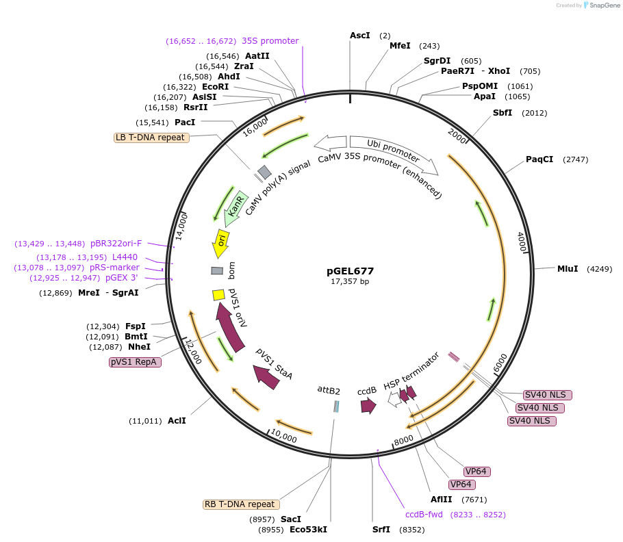 196824-plasmid-map-sequence-id-390434