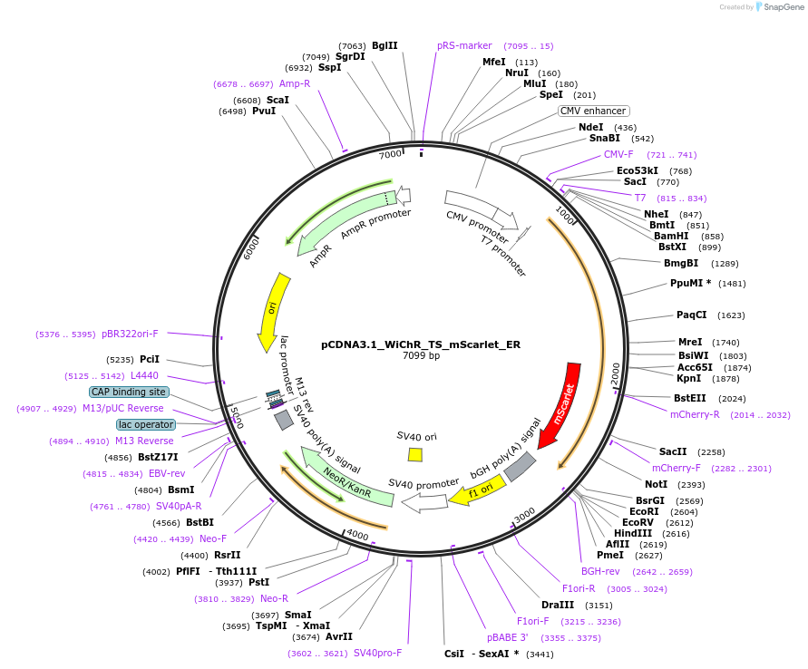 195190-plasmid-map-sequence-id-390435