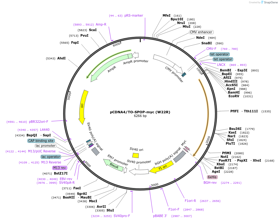 197004-plasmid-map-sequence-id-390437