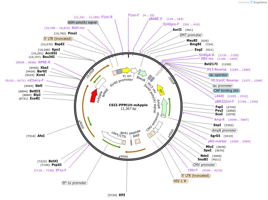 198473-plasmid-map-sequence-id-390441