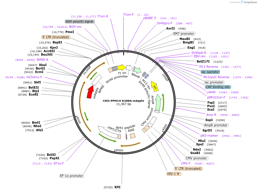 198474-plasmid-map-sequence-id-390442
