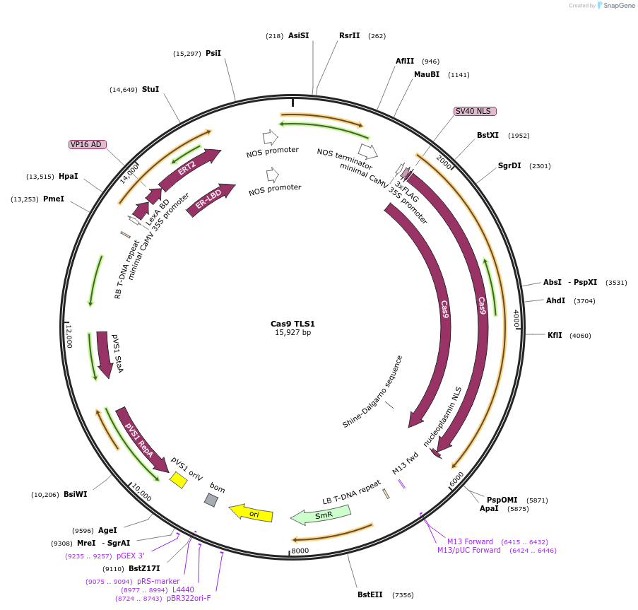 196977-plasmid-map-sequence-id-390446