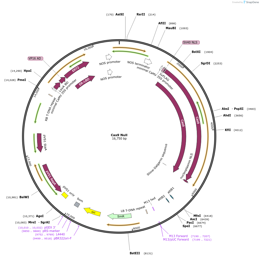 198727-plasmid-map-sequence-id-390448