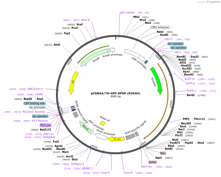 197010-plasmid-map-sequence-id-390451