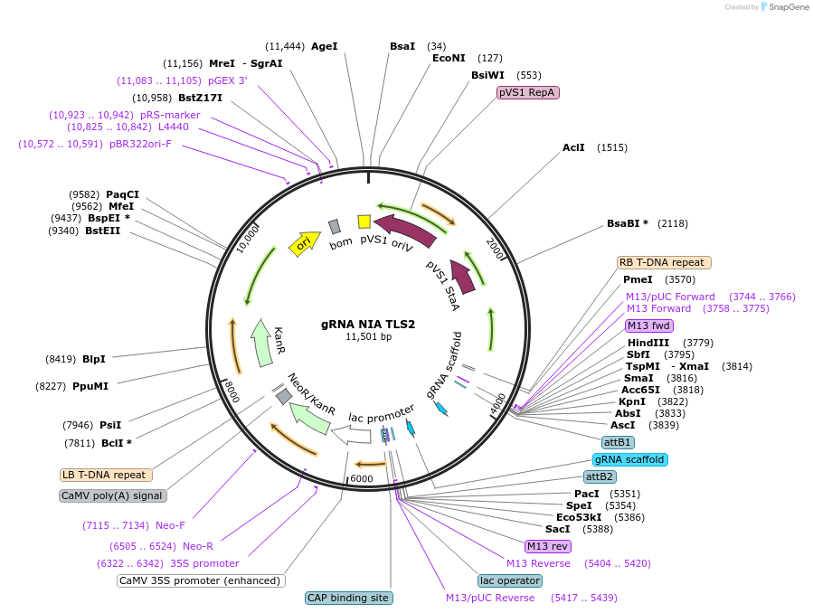 196981-plasmid-map-sequence-id-390454