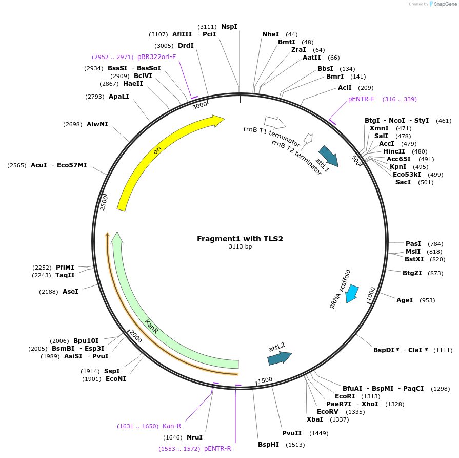 196983-plasmid-map-sequence-id-390457