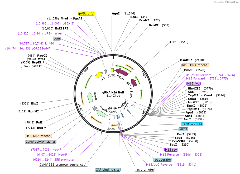 198728-plasmid-map-sequence-id-390461