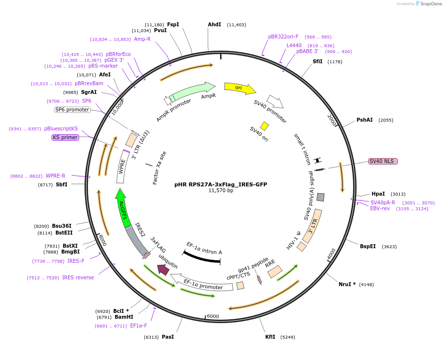 198390-plasmid-map-sequence-id-390465