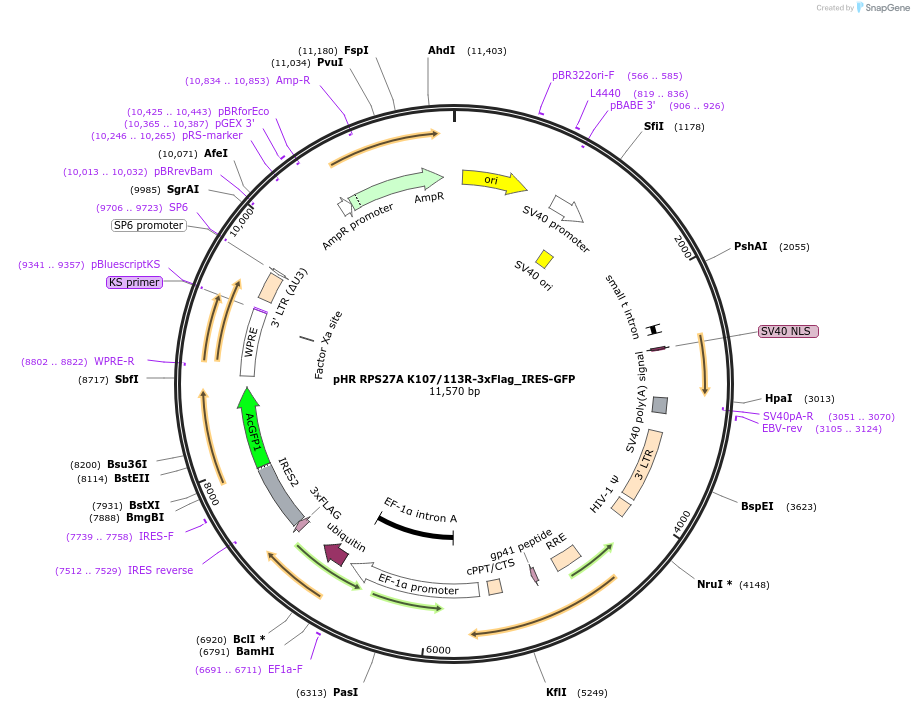 198392-plasmid-map-sequence-id-390469
