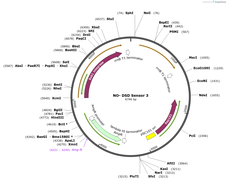199787-plasmid-map-sequence-id-390473