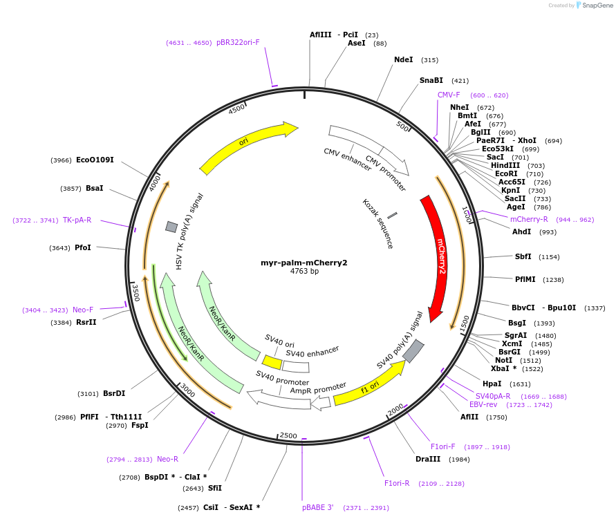 197910-plasmid-map-sequence-id-390483