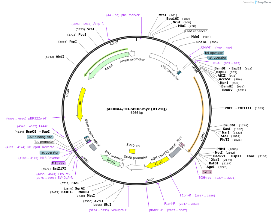 197007-plasmid-map-sequence-id-390484