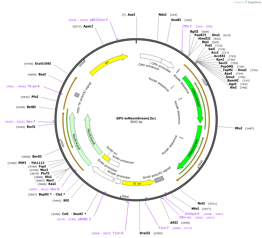 197913-plasmid-map-sequence-id-390495