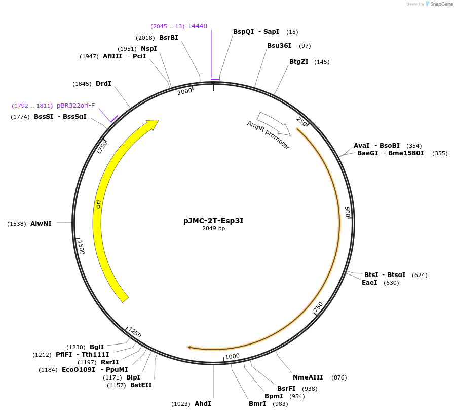 197829-plasmid-map-sequence-id-390496