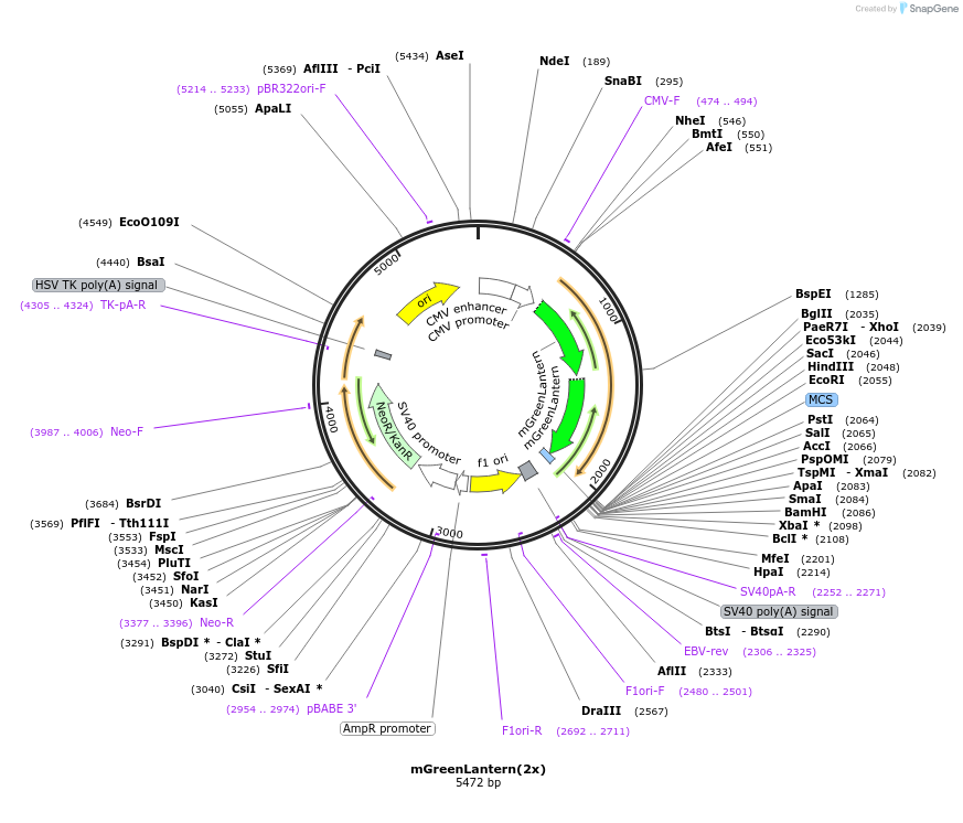 197929-plasmid-map-sequence-id-390498
