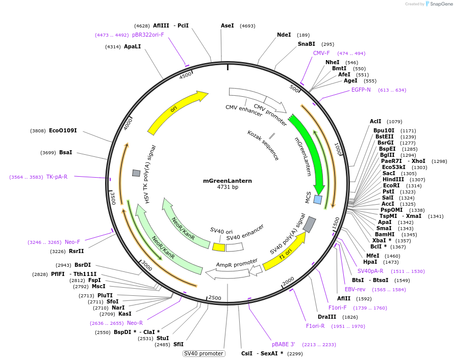197928-plasmid-map-sequence-id-390499