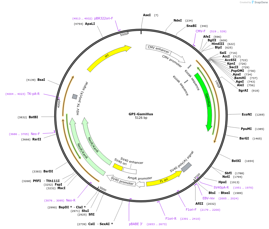 197914-plasmid-map-sequence-id-390514