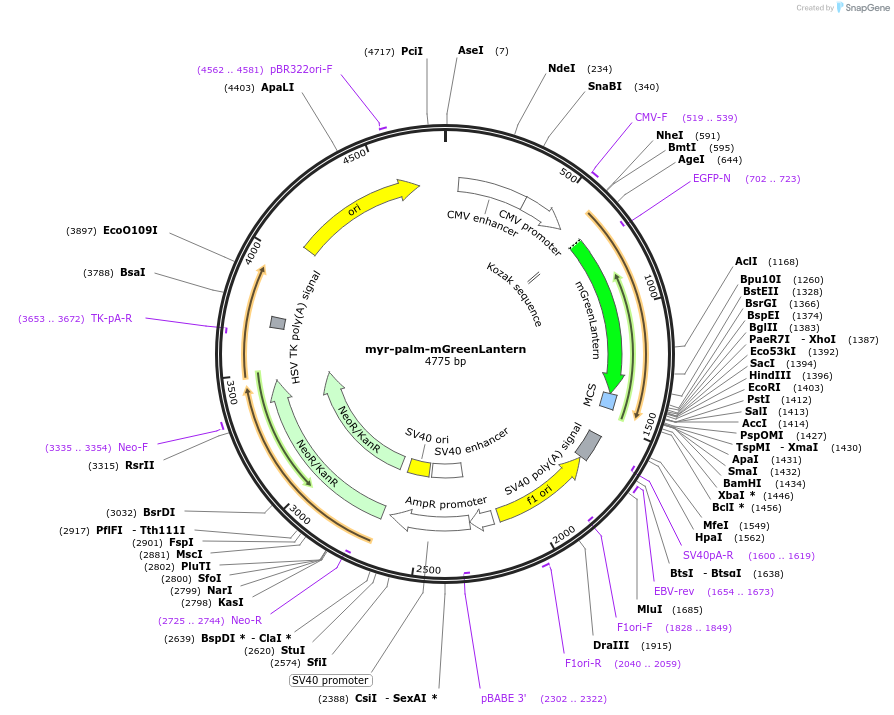 197922-plasmid-map-sequence-id-390515