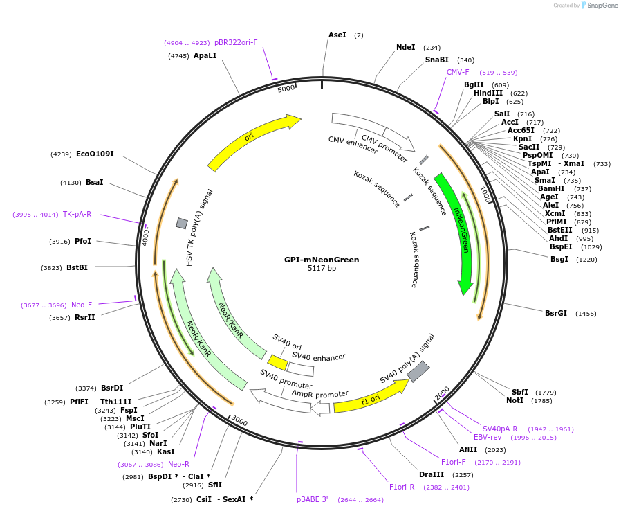 197912-plasmid-map-sequence-id-390518