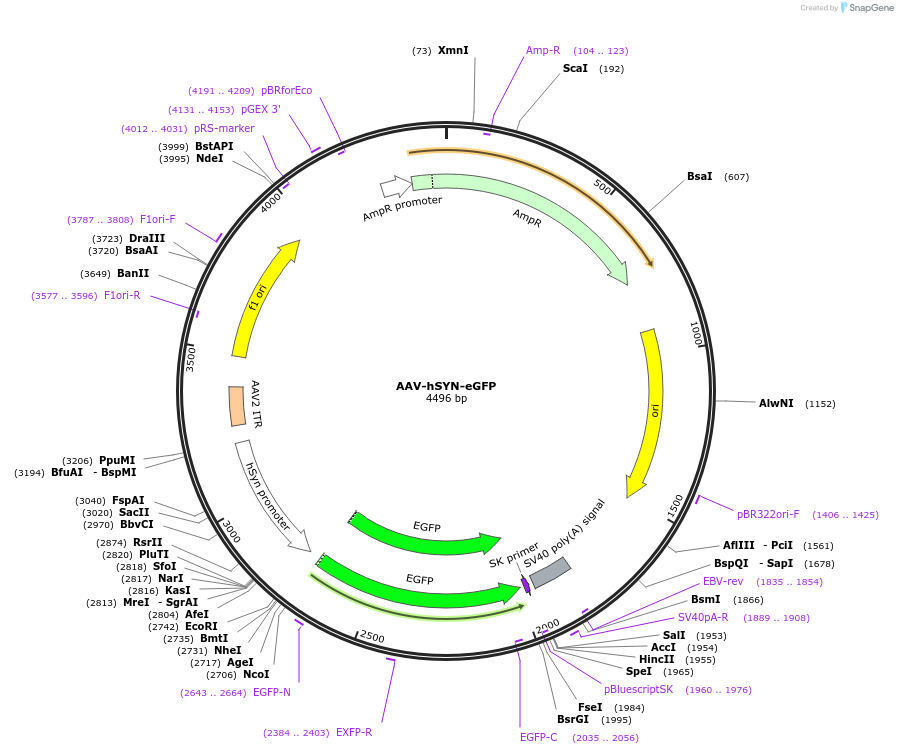 162512-plasmid-map-sequence-id-390519