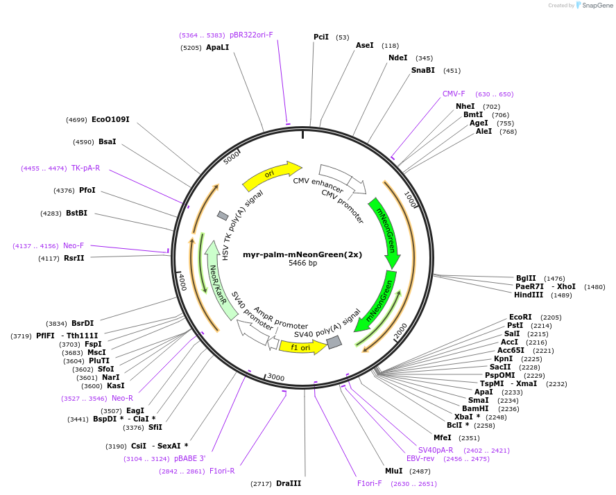 197919-plasmid-map-sequence-id-390520