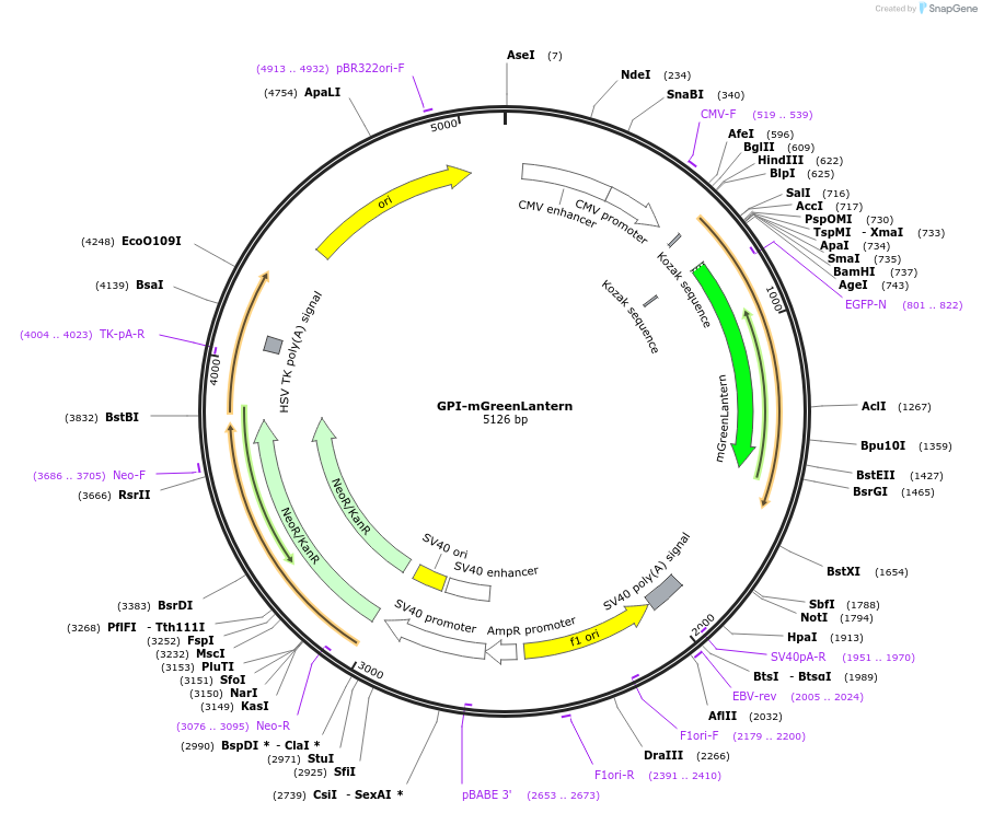 197916-plasmid-map-sequence-id-390521