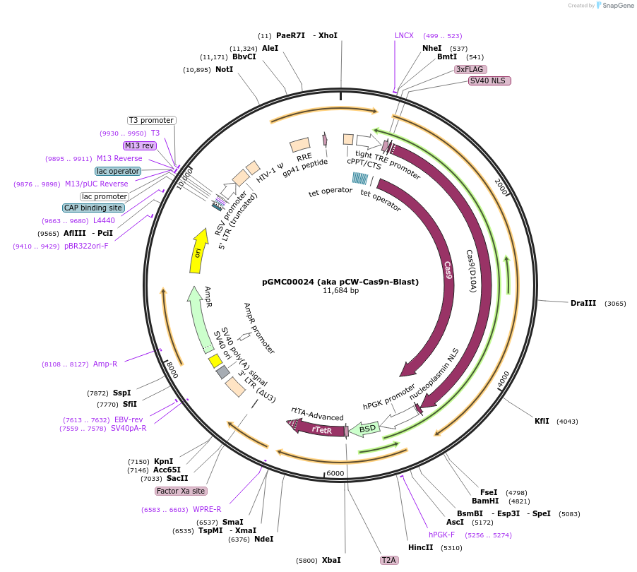 195315-plasmid-map-sequence-id-390525