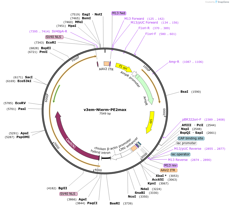 198734-plasmid-map-sequence-id-390539