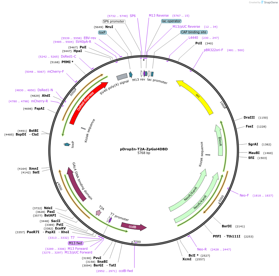 199199-plasmid-map-sequence-id-390552