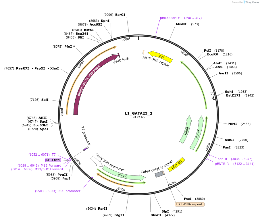 195912-plasmid-map-sequence-id-390560