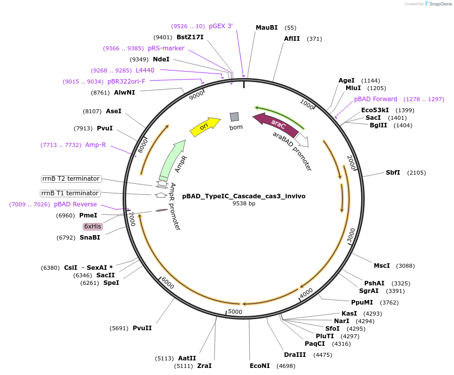 196400-plasmid-map-sequence-id-390593