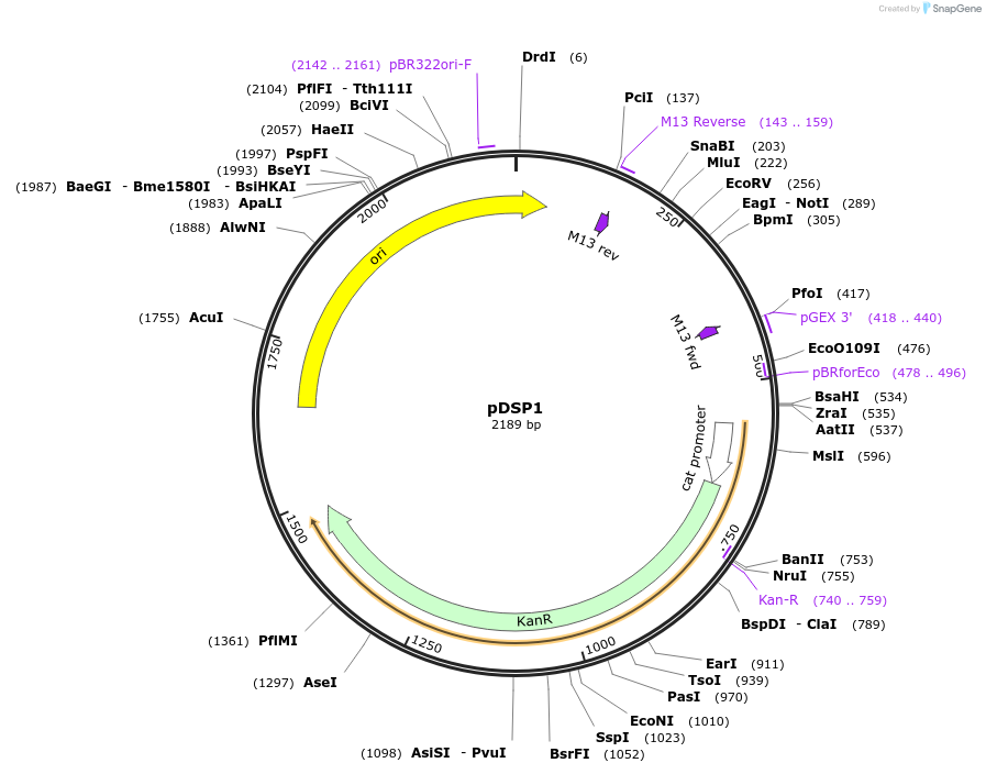 199384-plasmid-map-sequence-id-390594