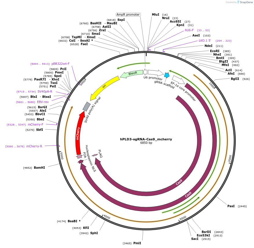 199342-plasmid-map-sequence-id-390619