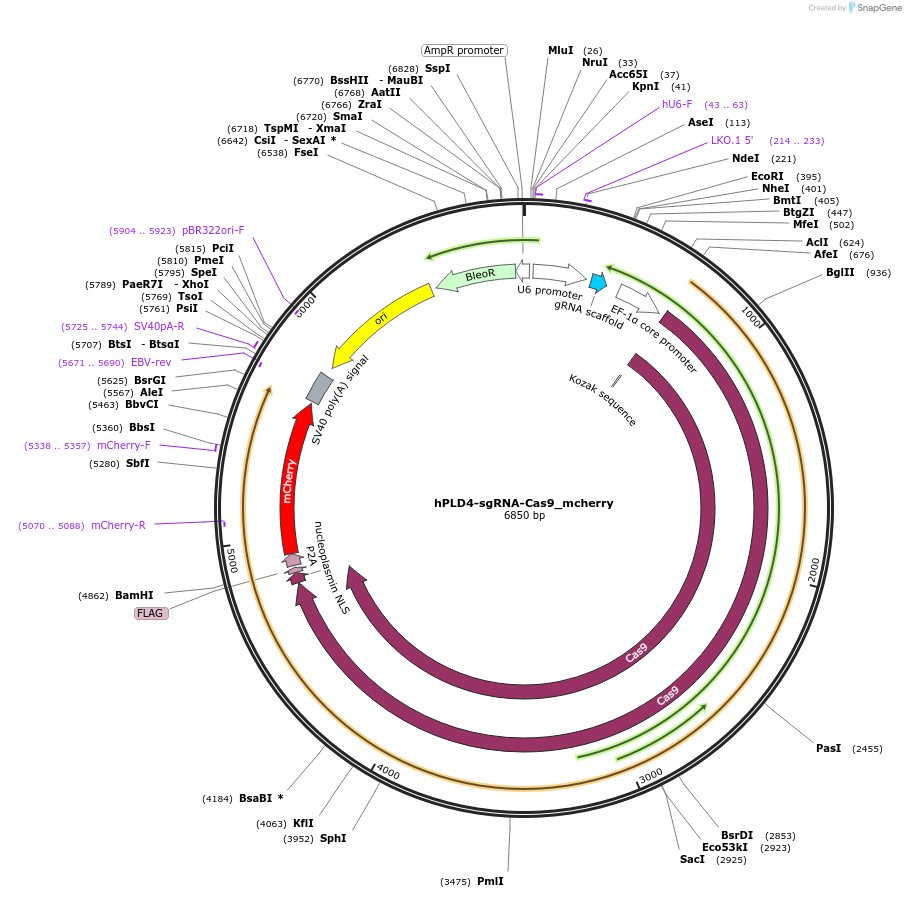 199343-plasmid-map-sequence-id-390620