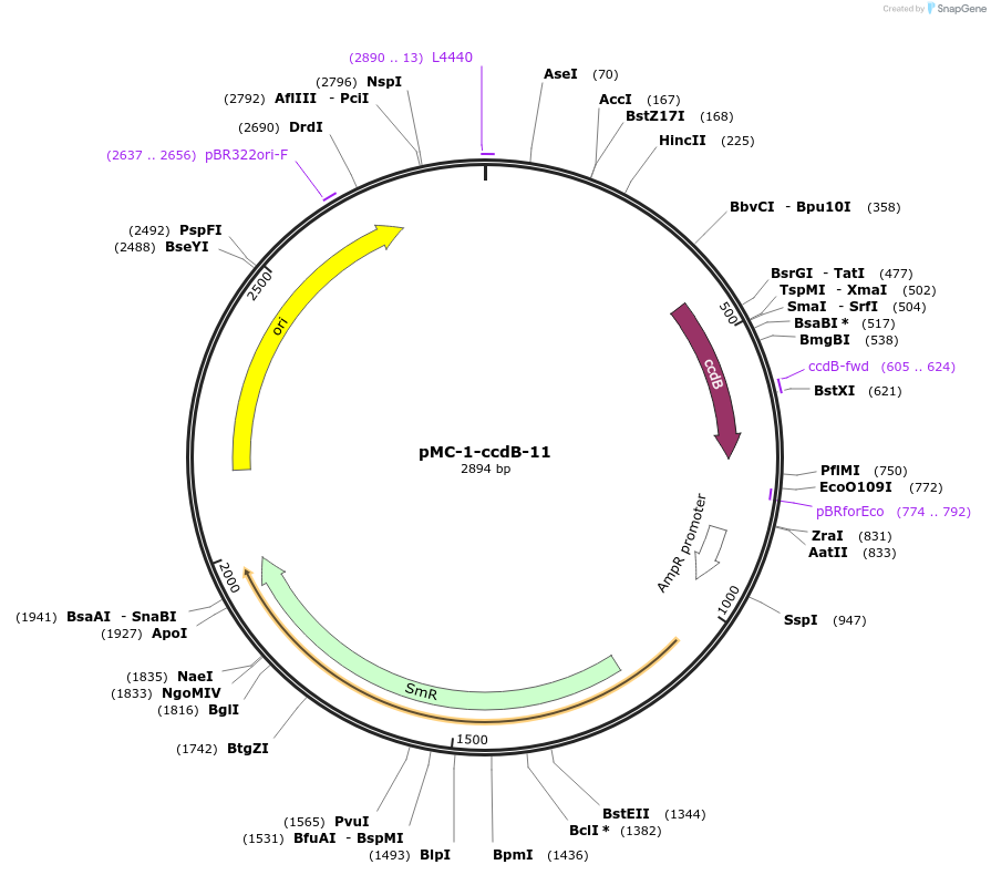 197815-plasmid-map-sequence-id-390623