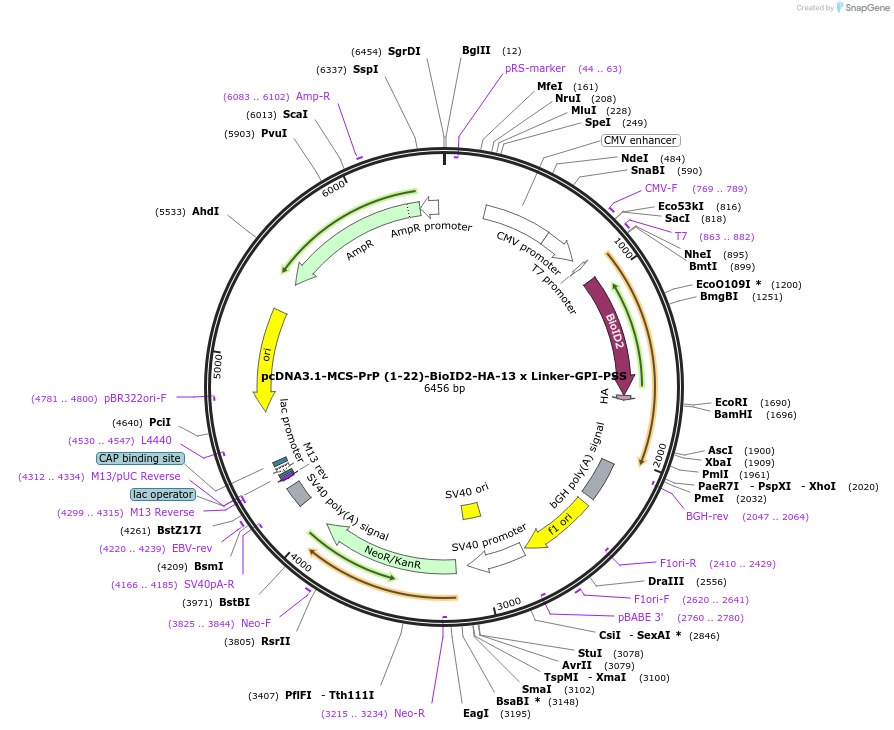 194751-plasmid-map-sequence-id-390638