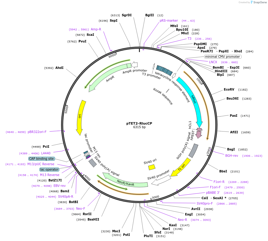 198352-plasmid-map-sequence-id-390642