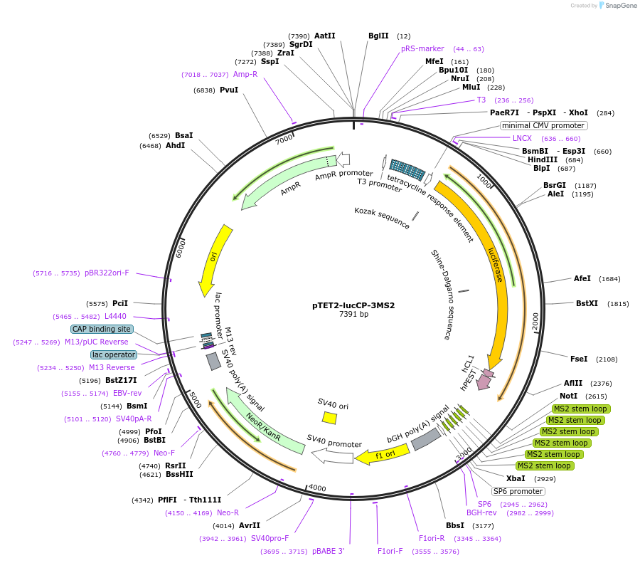198351-plasmid-map-sequence-id-390645