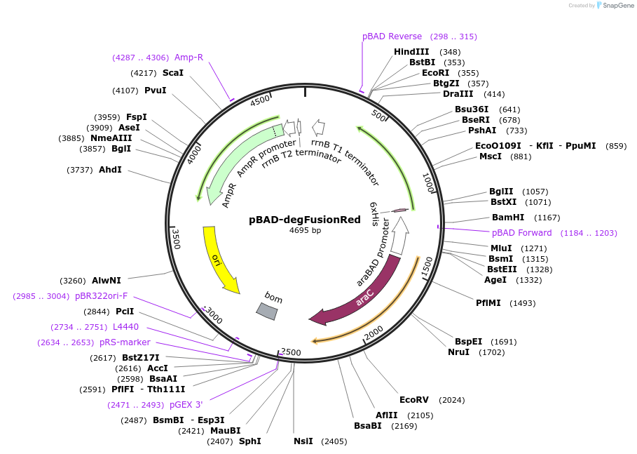199463-plasmid-map-sequence-id-390648