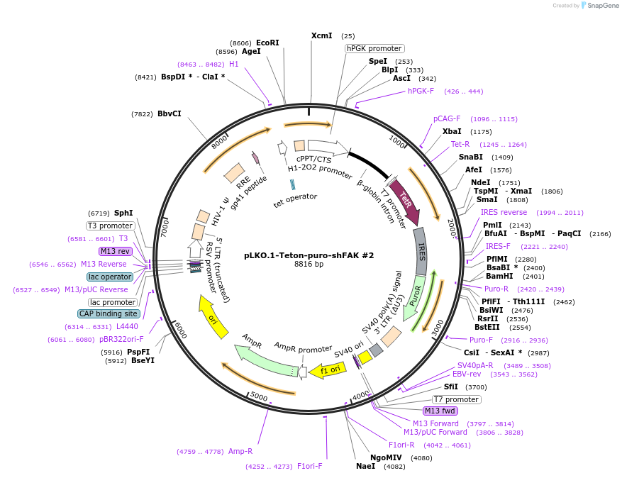 198758-plasmid-map-sequence-id-390716