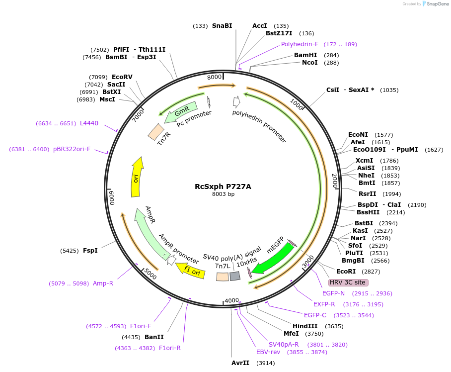 194027-plasmid-map-sequence-id-390717
