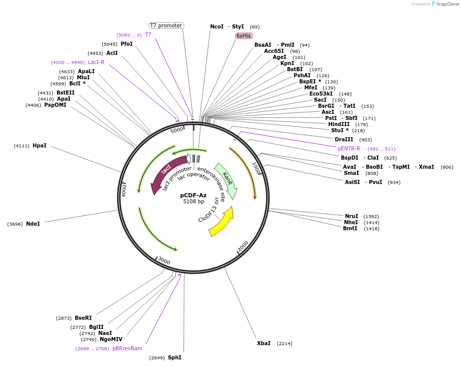 197101-plasmid-map-sequence-id-390718