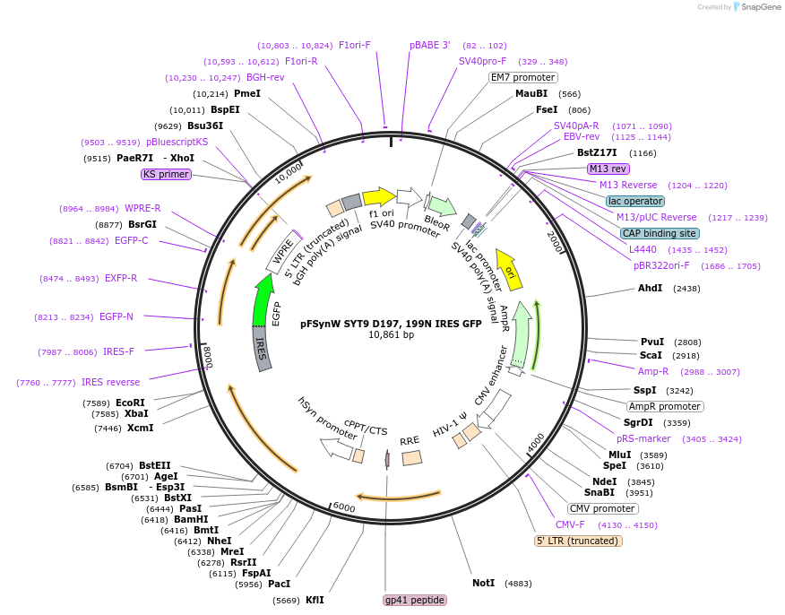 195701-plasmid-map-sequence-id-390724