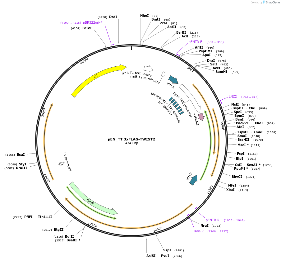 197935-plasmid-map-sequence-id-390726