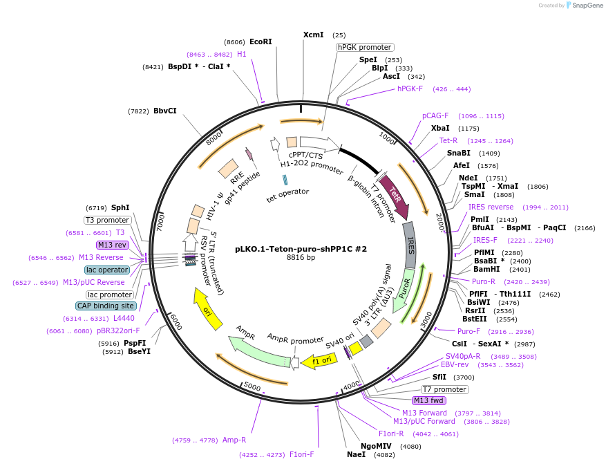 198763-plasmid-map-sequence-id-390730