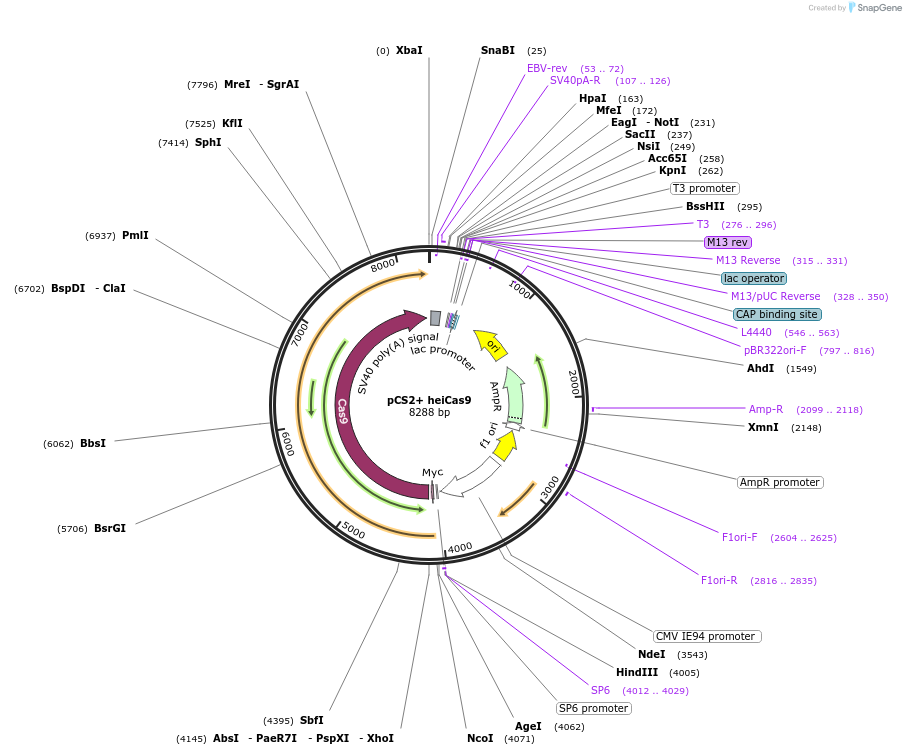 186929-plasmid-map-sequence-id-390733