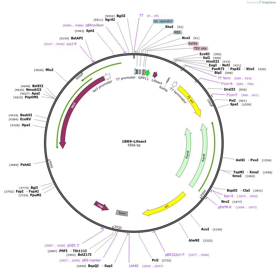 193863-plasmid-map-sequence-id-390763
