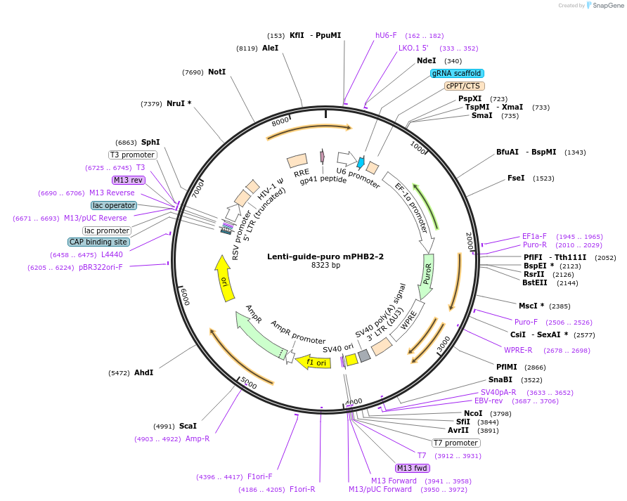 198484-plasmid-map-sequence-id-390774